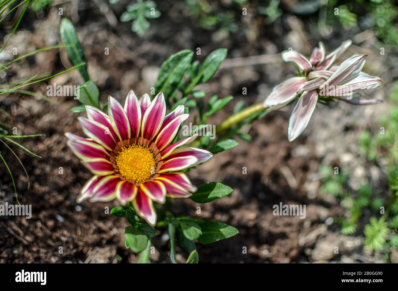 Nahansicht von einer weißen und lila Gazania Blume in einem Garten Stockfoto