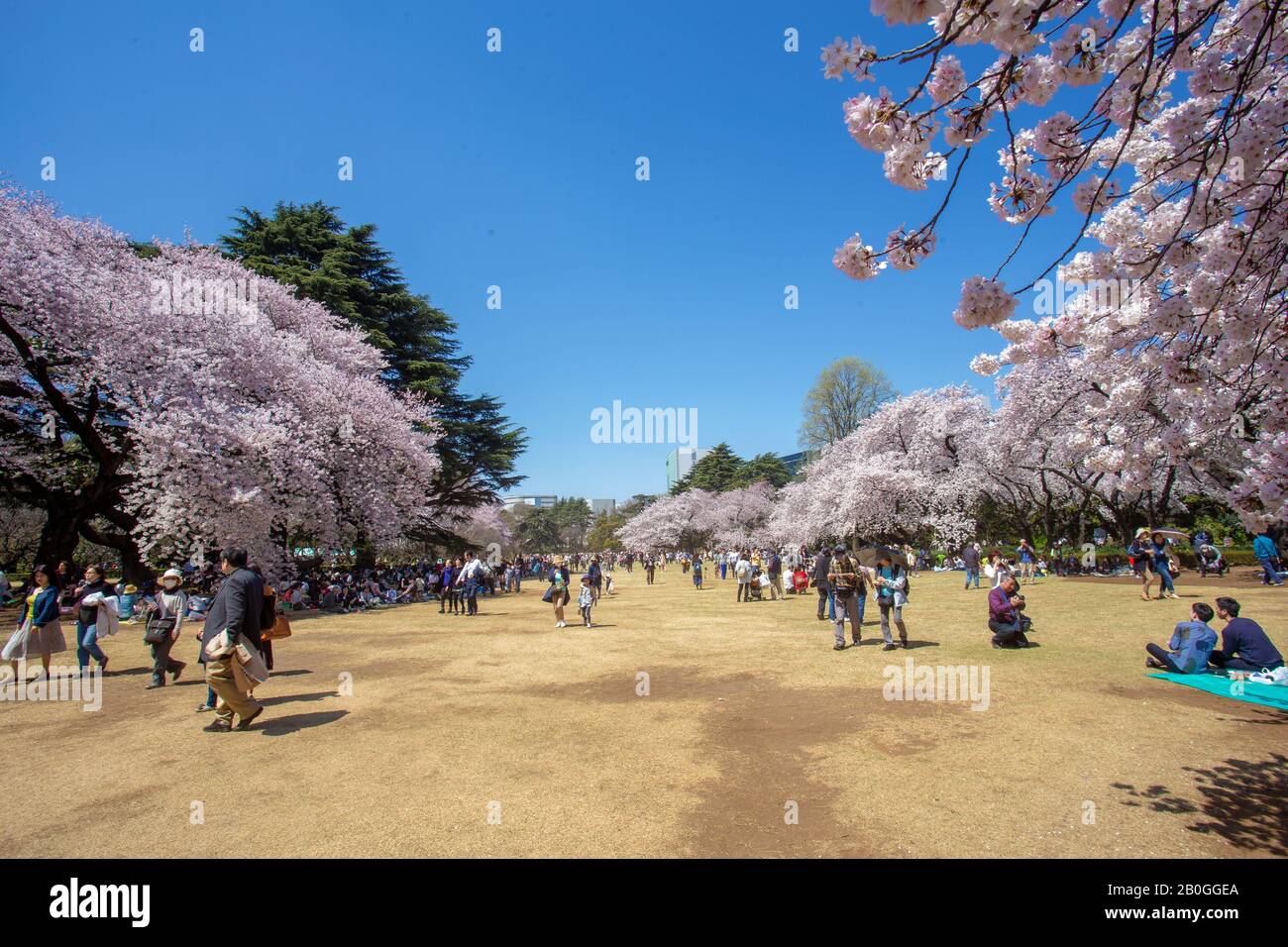 31.03.2015 Tokyo Japan. Urlaub der Kirschblüte - Sakura! Tausende von Menschen in Shinhjuku Gyoen, März Stockfoto