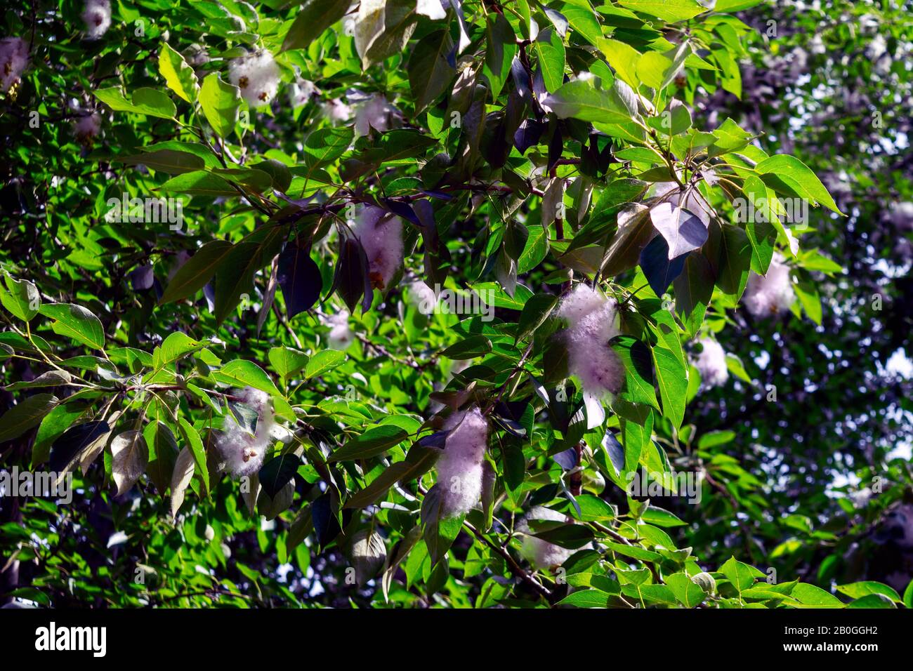 Pappelflusen auf dem Ast unter grünen Blättern. Stockfoto