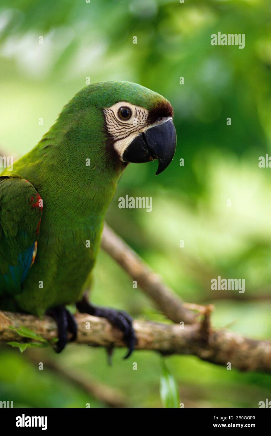 ECUADOR, AMAZONASBECKEN, RIO NAPO, IN DER NÄHE VON COCA, KASTANIENFARBENES MACAW Stockfoto