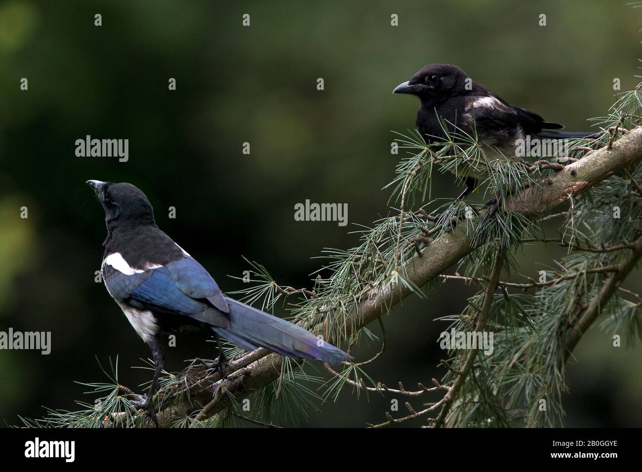 Black Billed Magpie oder European Magpie, Pica Pica, Erwachsene, die in Der Filiale in der Normandie stehen Stockfoto