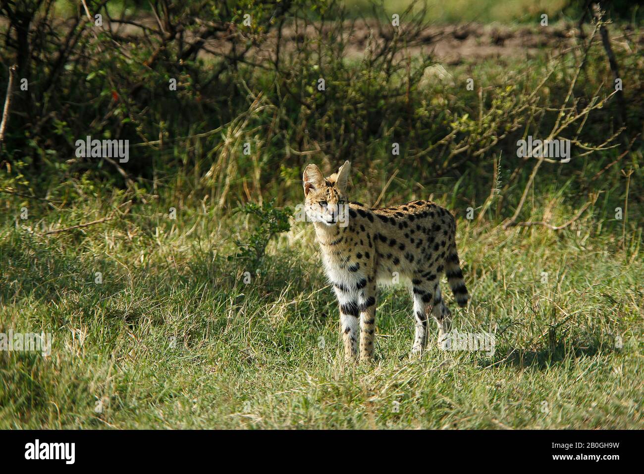 Serval, Leptailurus serval, Masai Mara Park in Kenia Stockfoto