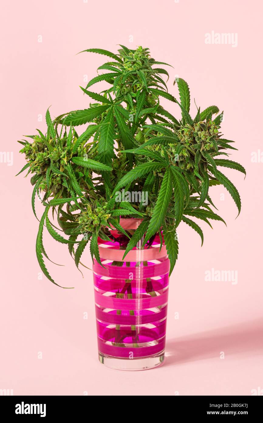 Medizinische Marihuana-Knospen oder Hemp-Blumen, Die Von Cannabis In gestreiftem Glas auf Pinkfarbenem Hintergrund Geschnitten wurden Stockfoto