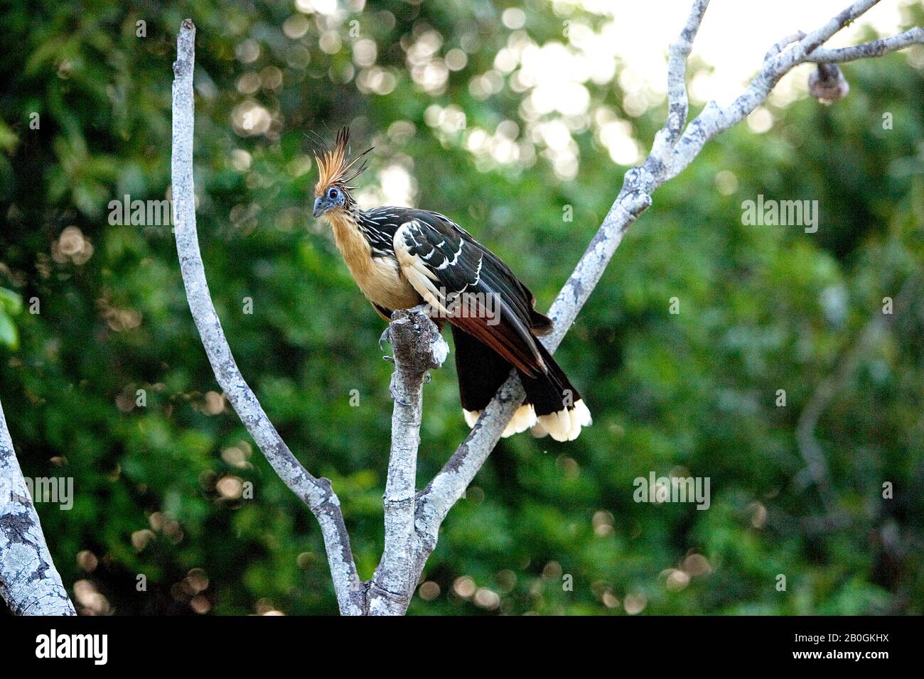 Hoatzin, Opisthocomus Hoazin Los Lianos in Venezuela Stockfoto