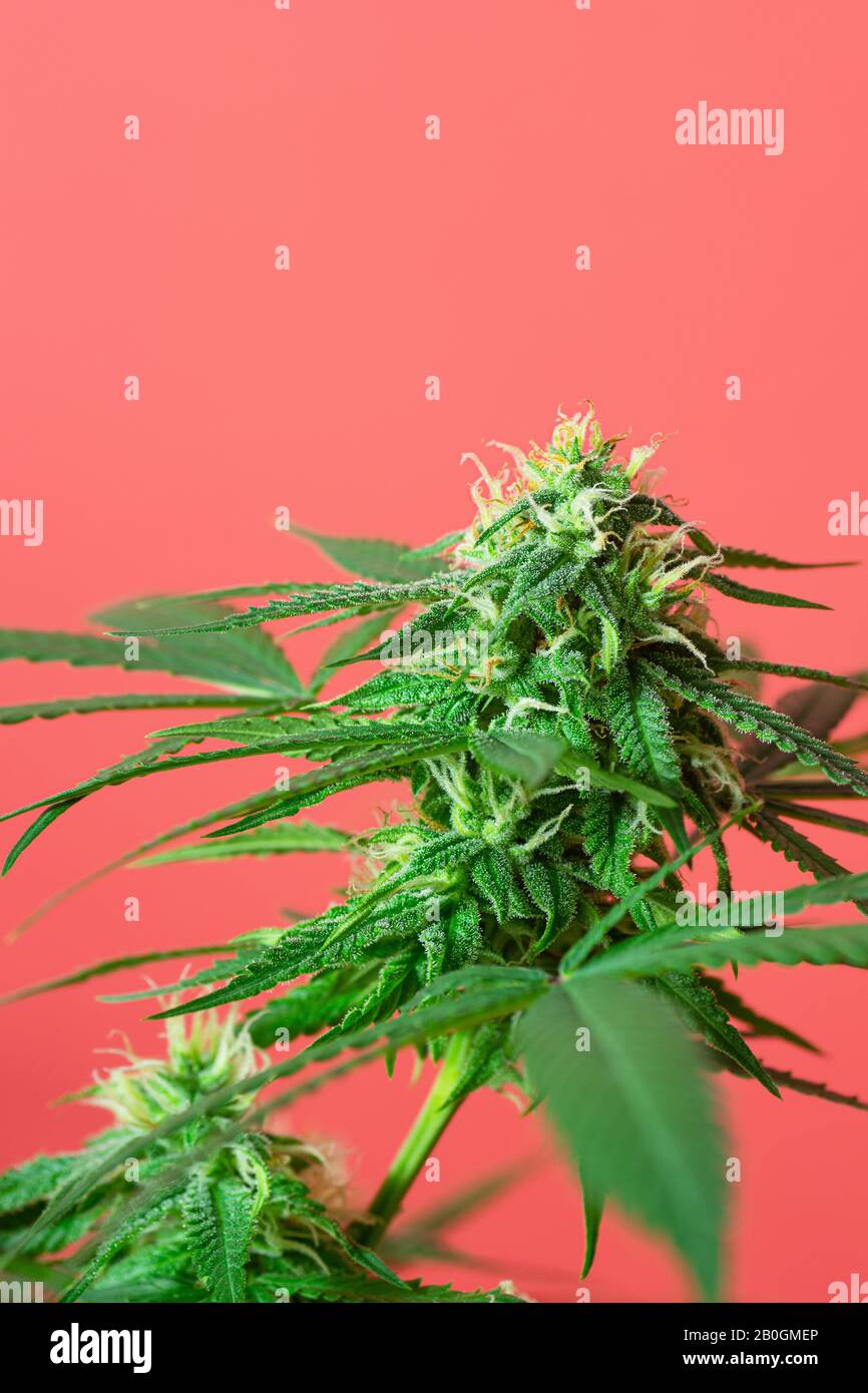 Medizinische Marihuana-Knospen oder Hemp-Blumen Wachsen auf Cannabis Pflanzen auf Korallenhintergrund mit Copy Space Stockfoto