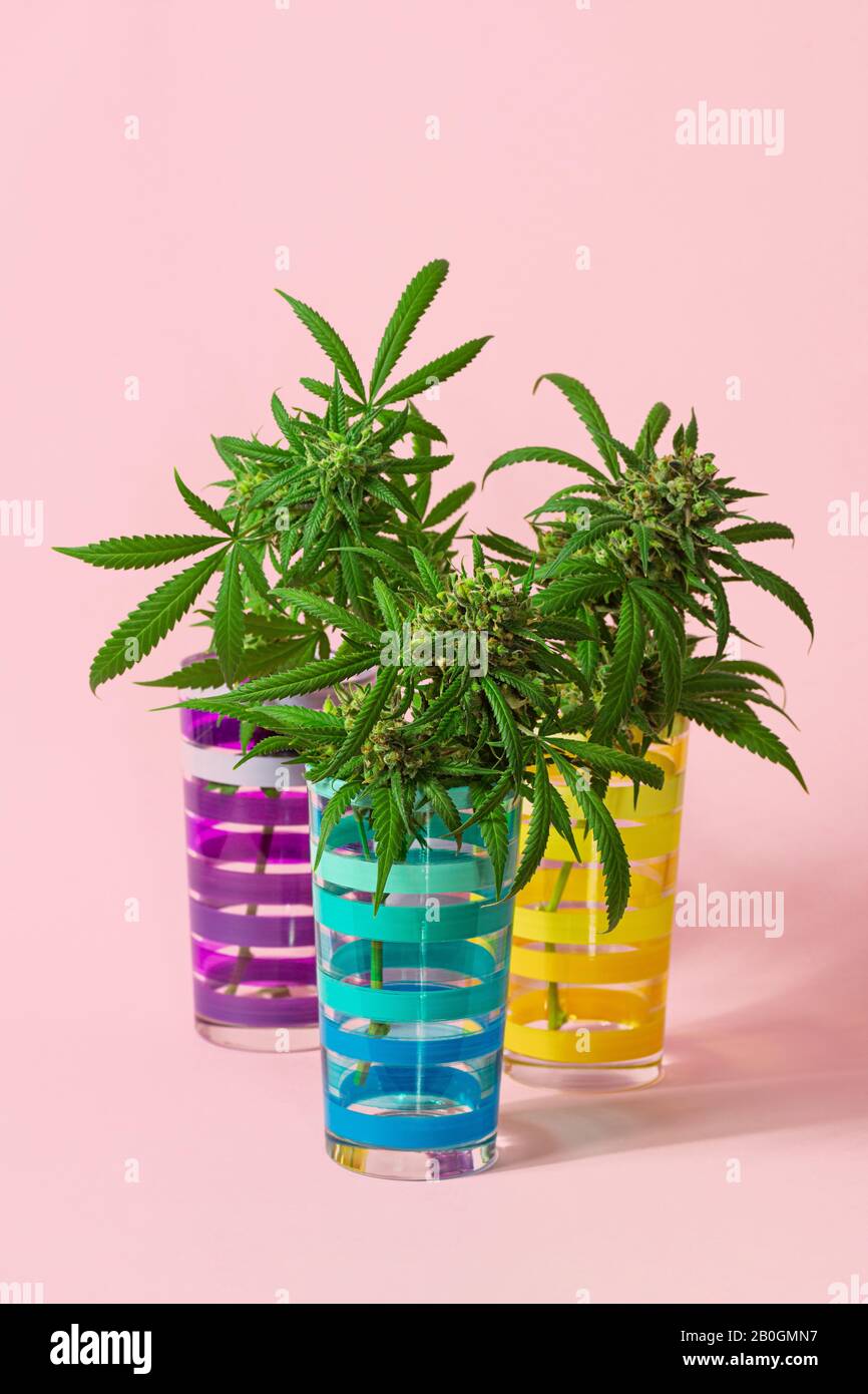 Drei medizinische Marihuana-Knospen oder Hemp-Blumen, Die Von Cannabis-Pflanzen in gestreiften Gläsern auf Hellrosa Hintergrund Geschnitten wurden Stockfoto