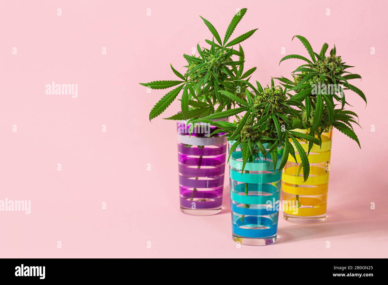 Drei medizinische Marihuana-Knospen oder Hemp-Blumen, Die Von Cannabis-Pflanzen in gestreiften Gläsern auf Hellrosa Hintergrund Geschnitten wurden Stockfoto