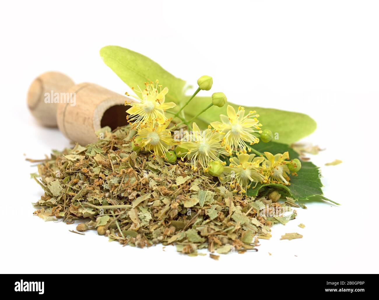 Linden blühen Tee isoliert vor weißem Hintergrund Stockfoto