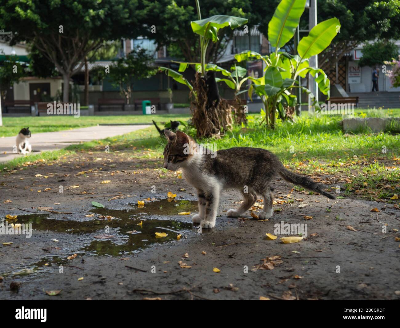 Streunende Katzen in einem Garten Stockfoto