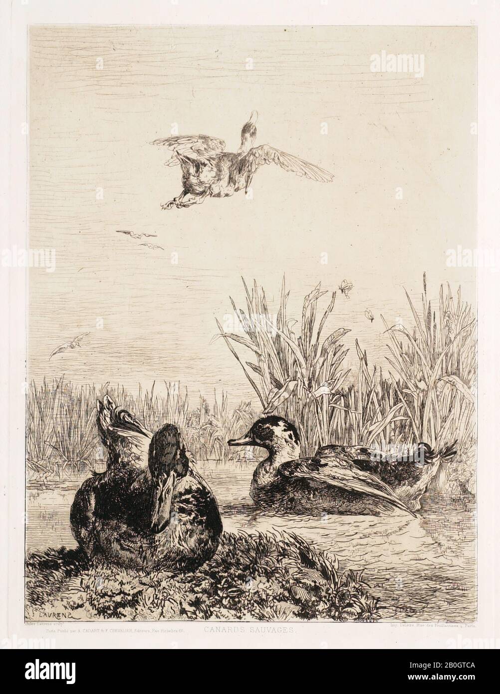 Jules-Joseph-Augustin Laurens, Französisch, 18-1901, Wild Ducks, 1860-1862, Radierung auf Papier, Bild: 11 9/16 x 8 3/4 Zoll. (29,3 x 22,2 cm Stockfoto