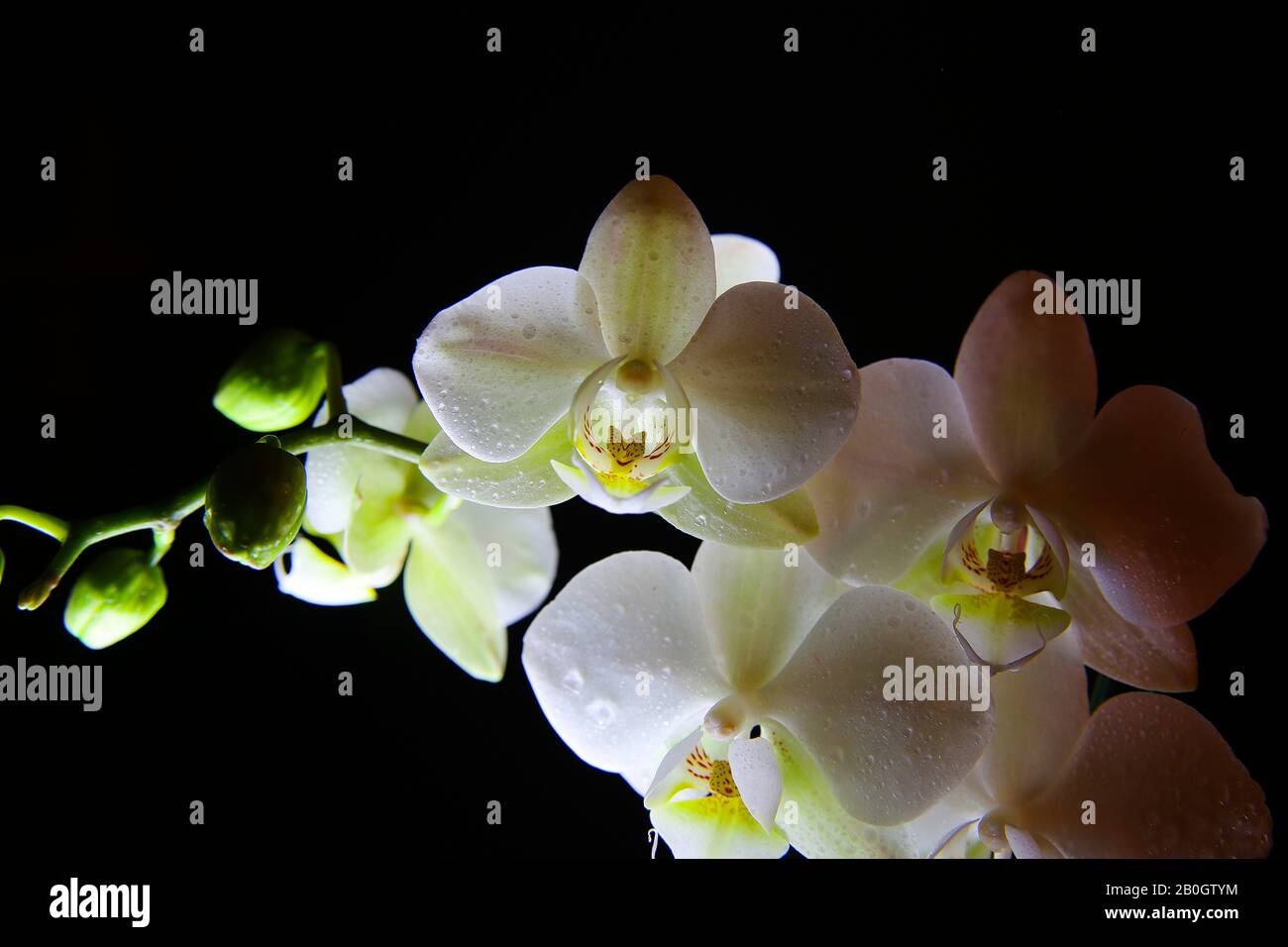 Studio mit weißer grün isolierter, leuchtend leuchtender Orchideenblume mit Knospen und schwarzem, dunklem Hintergrund Stockfoto