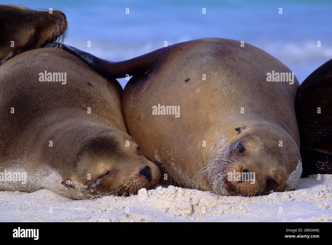 ECUADOR, GALAPAGOS-INSEL, HAUBENINSEL, GARDNER BAY, GALAPAGOS SEA LIONS SCHLAFEN AM STRAND Stockfoto