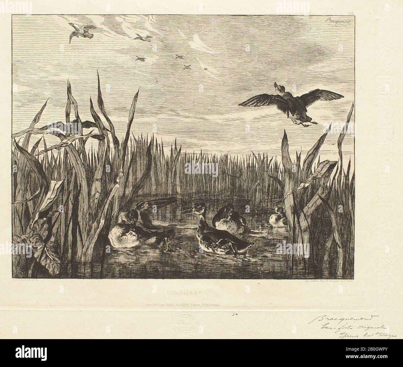 Félix Bracquemond, Französisch, 163-1914, Teal Ducks, 1853er, Radierung auf Elfenbein Wove Papier, Gesamt: 8 13er/16x11 3/8 Zoll. (22,4 x 28,9 cm Stockfoto