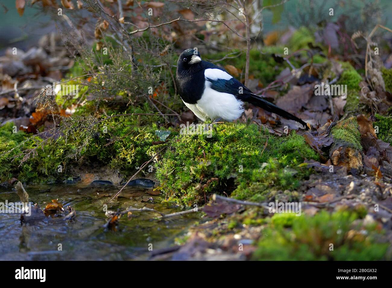 Schwarz in Rechnung gestellt Elster oder europäische Elster Pica Pica IN der Normandie Stockfoto