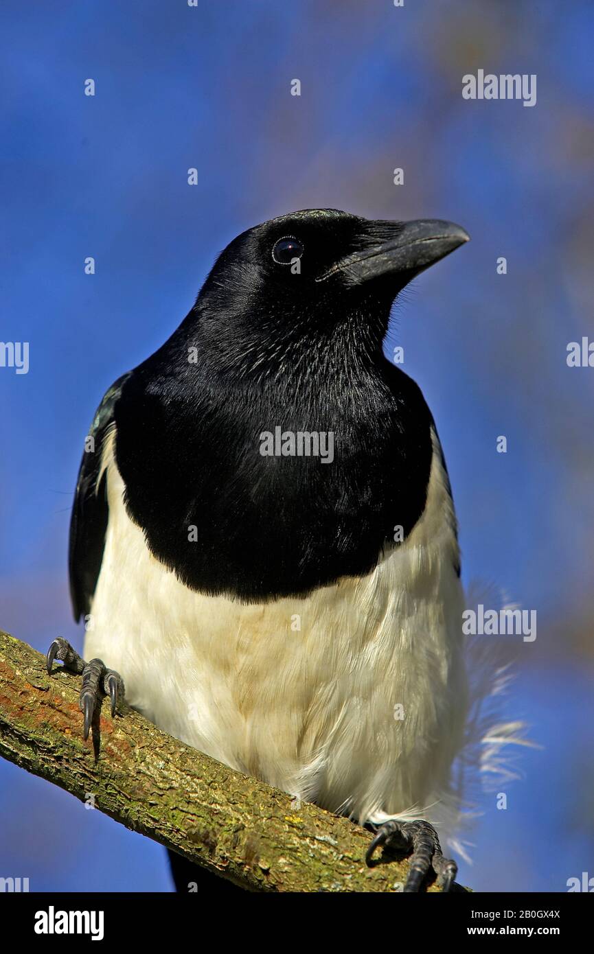 Schwarz in Rechnung gestellt Elster oder europäische Elster Pica Pica IN der Normandie Stockfoto