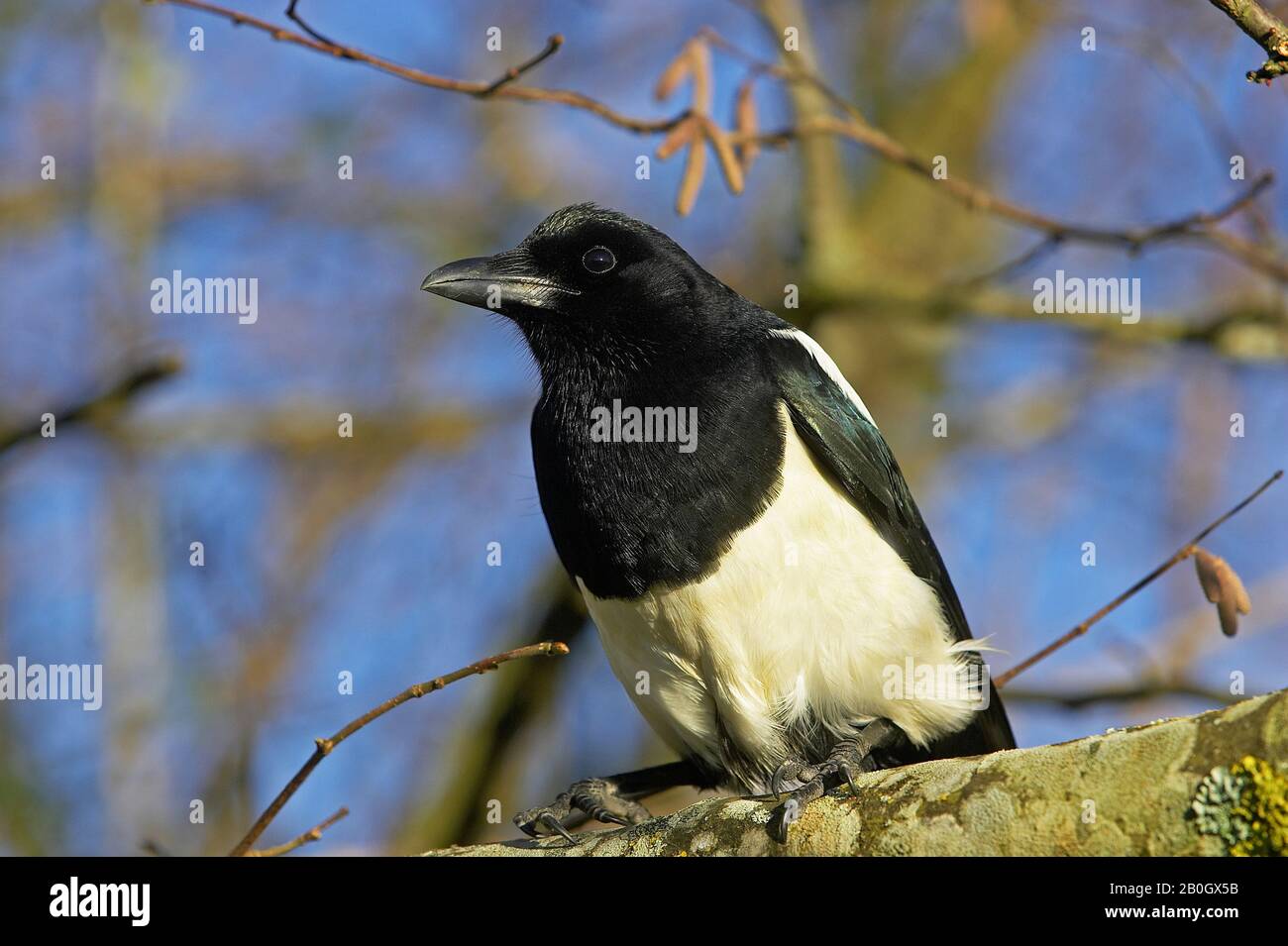 Schwarz in Rechnung gestellt Elster oder europäische Elster Pica Pica IN der Normandie Stockfoto