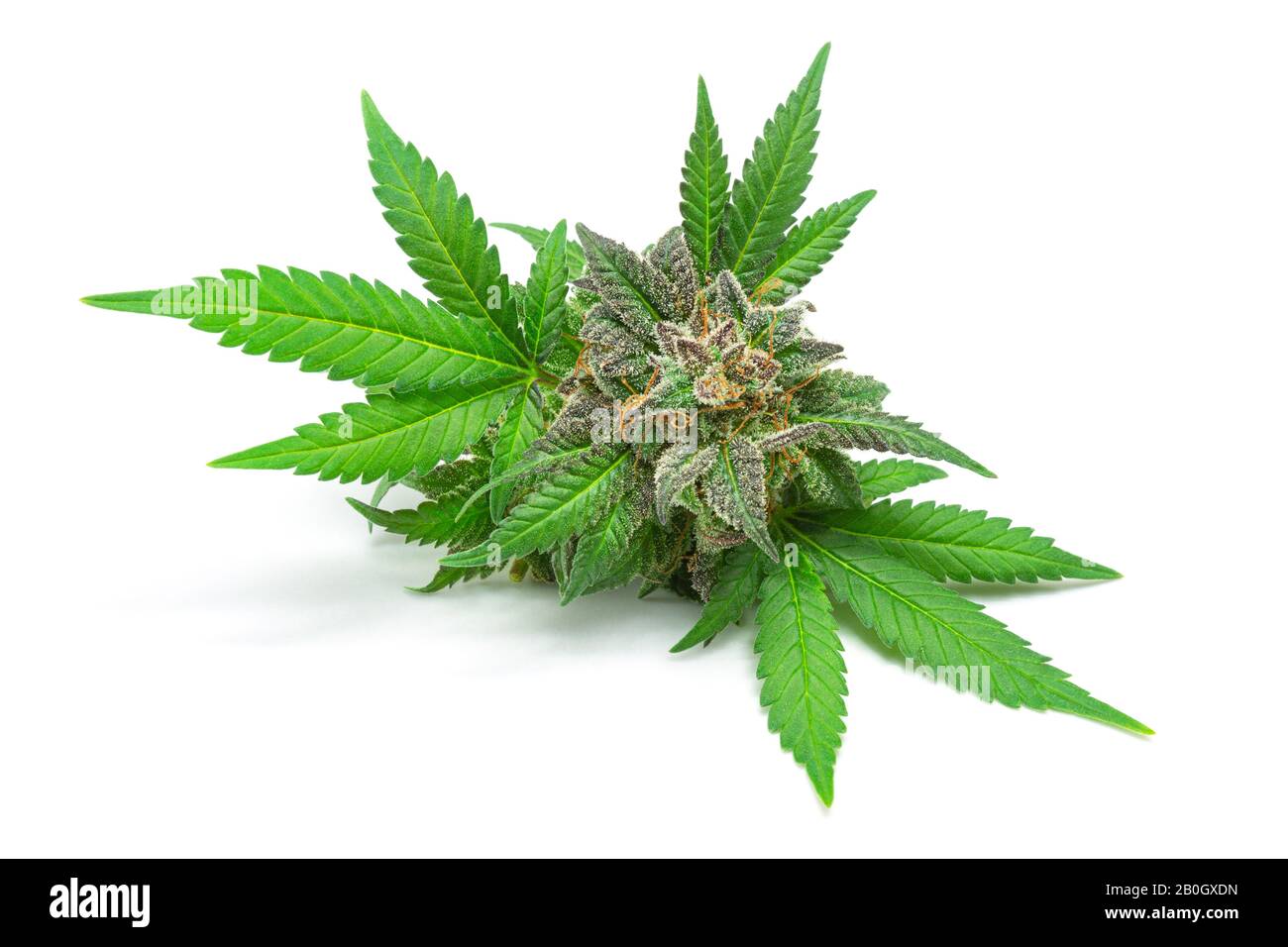 Makro von medizinischem Marihuana Bud oder Hemp Flower mit grünen Blättern Isoliert auf weißem Hintergrund Stockfoto