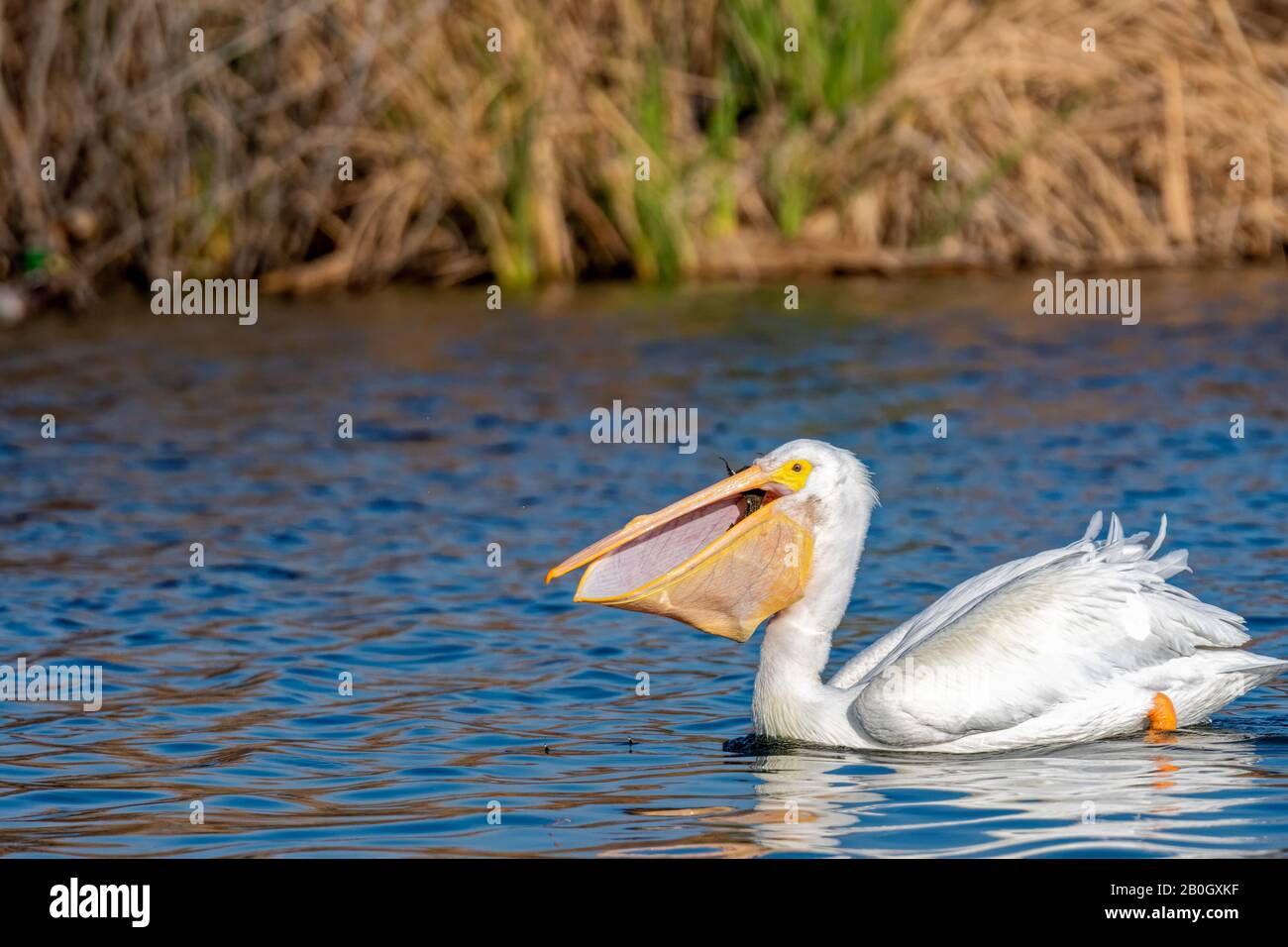 Amerikanischer Pelikan (Pelecanus erythrorhynchos), der sich von einem Fisch im Sepulveda-Becken-Wildreservat ernährt Stockfoto