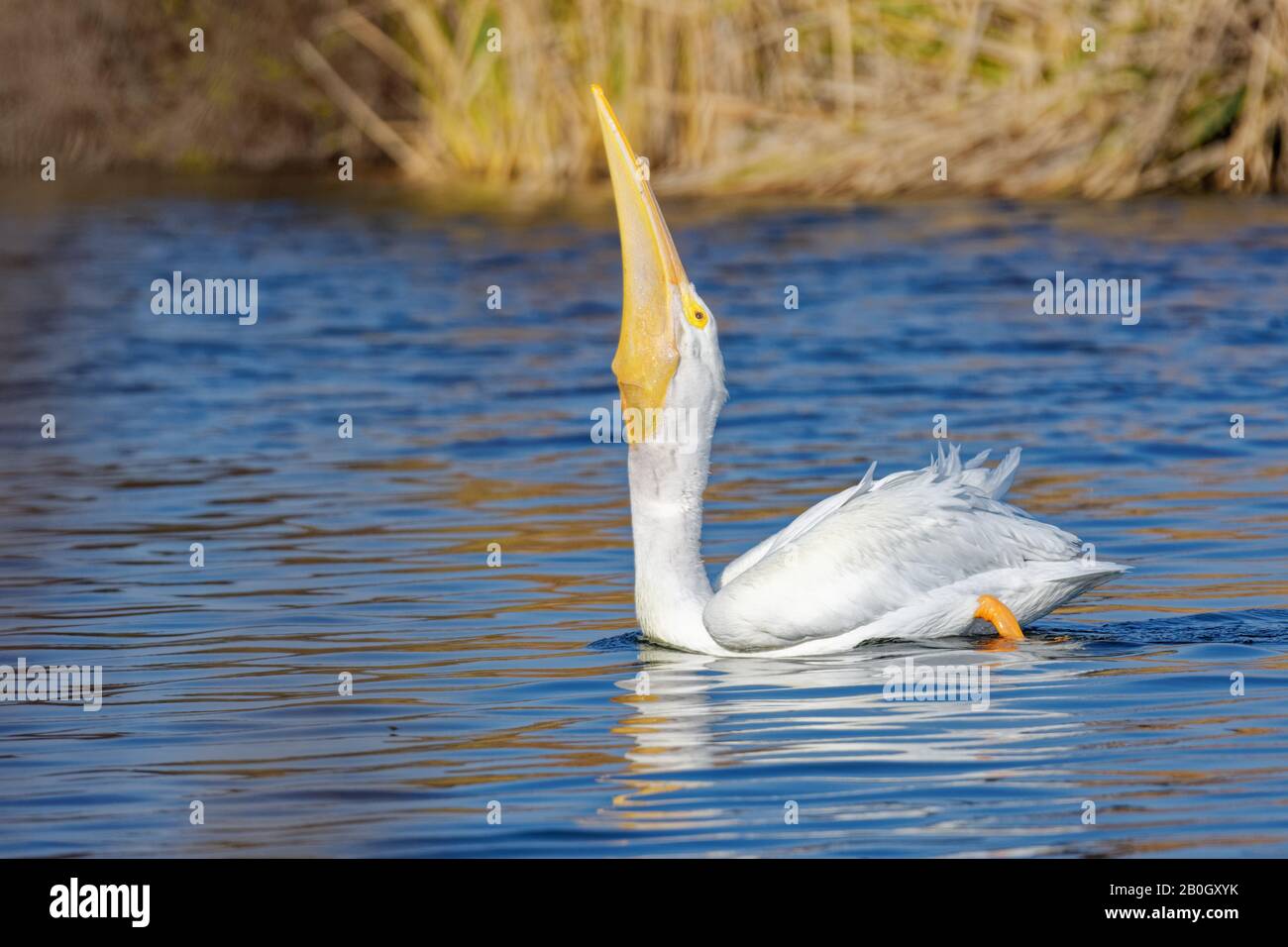 Amerikanischer Pelikan (Pelecanus erythrorhynchos), der sich von einem Fisch im Sepulveda-Becken-Wildreservat ernährt Stockfoto