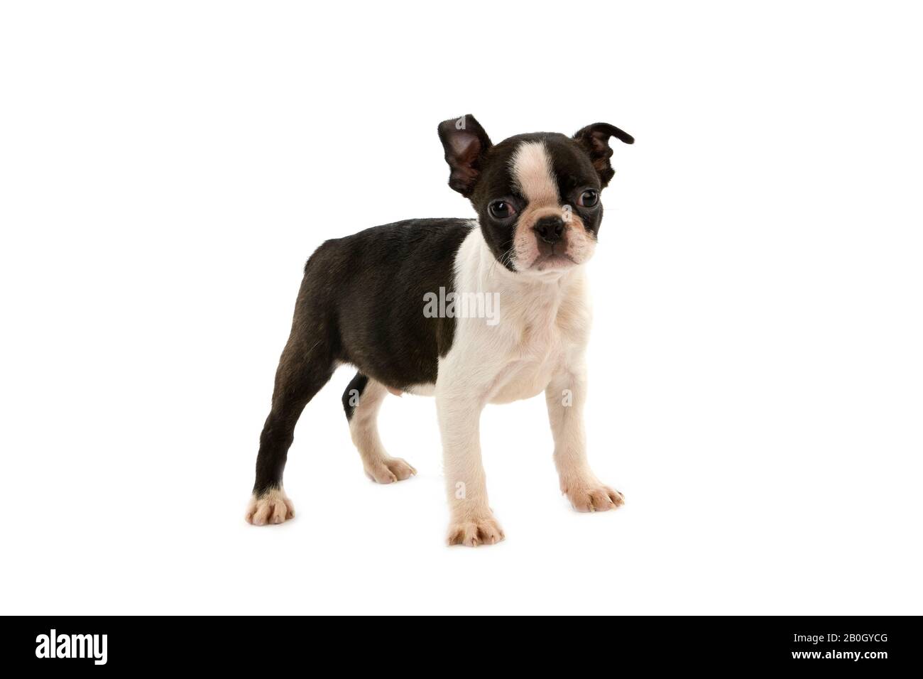 Boston Terrier Dog, Pup steht vor weißem Hintergrund Stockfoto