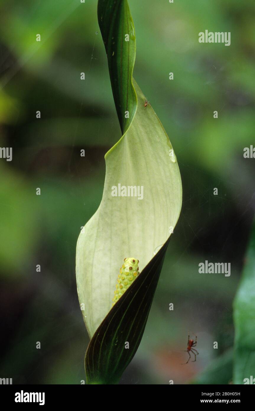 41+ Alle Philodendron Arten, Philodendren sind aktuell voll im hype.