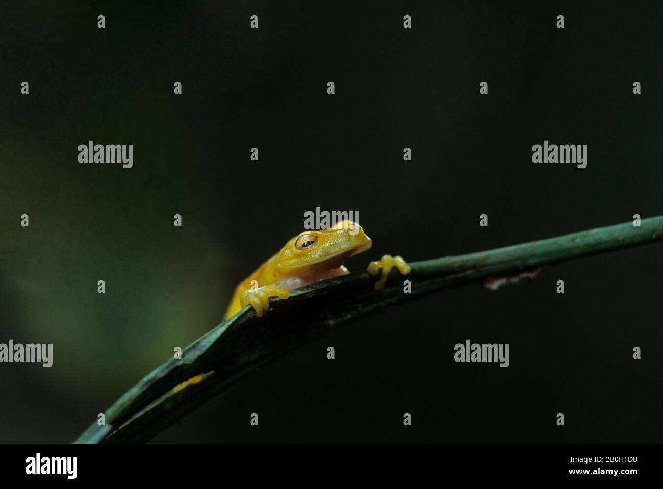 ECUADOR, AMAZONASBECKEN, RIO NAPO, REGENWALD, GLASFROSCH Stockfoto