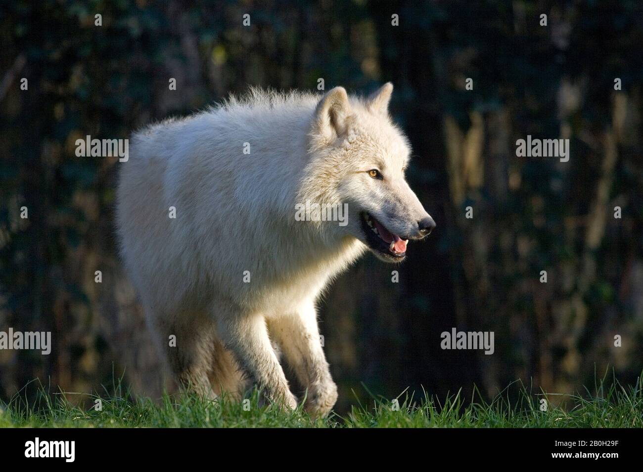 Arctic Wolf, Canis Lupus tundrarum Stockfoto