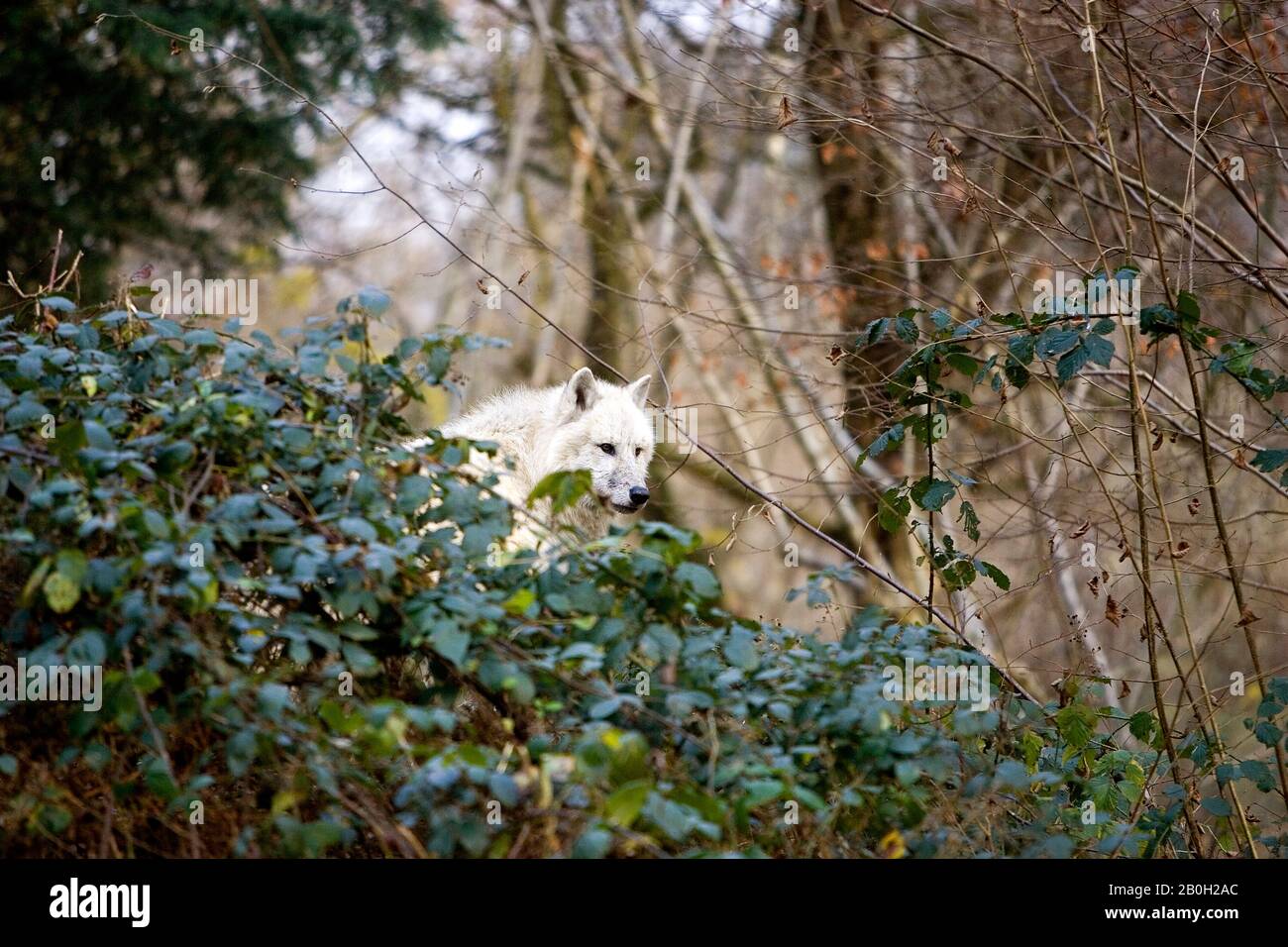 Arctic Wolf, Canis Lupus tundrarum Stockfoto