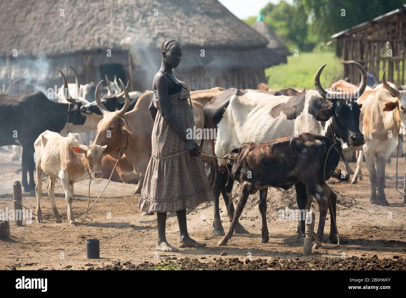 31.10.2019, Belinkum, Gambela, Äthiopien - Rinderzüchter der äthiopischen Volksgruppe Nuer. In einem traditionellen Dorf steht eine Rinderherde dazwischen Stockfoto