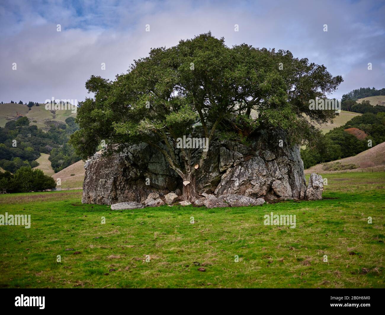 Spirit Rock großer antiker Felsblock mit Baum in der Mitte in üppigem Feld. Stockfoto