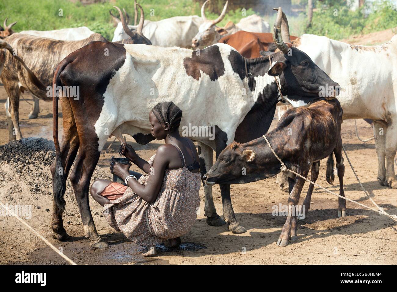 31.10.2019, Belinkum, Gambela, Äthiopien - Rinderzüchter der äthiopischen Volksgruppe Nuer. Eine Frau melkelt eine afrikanische Kuh. Projektdokumentation Stockfoto