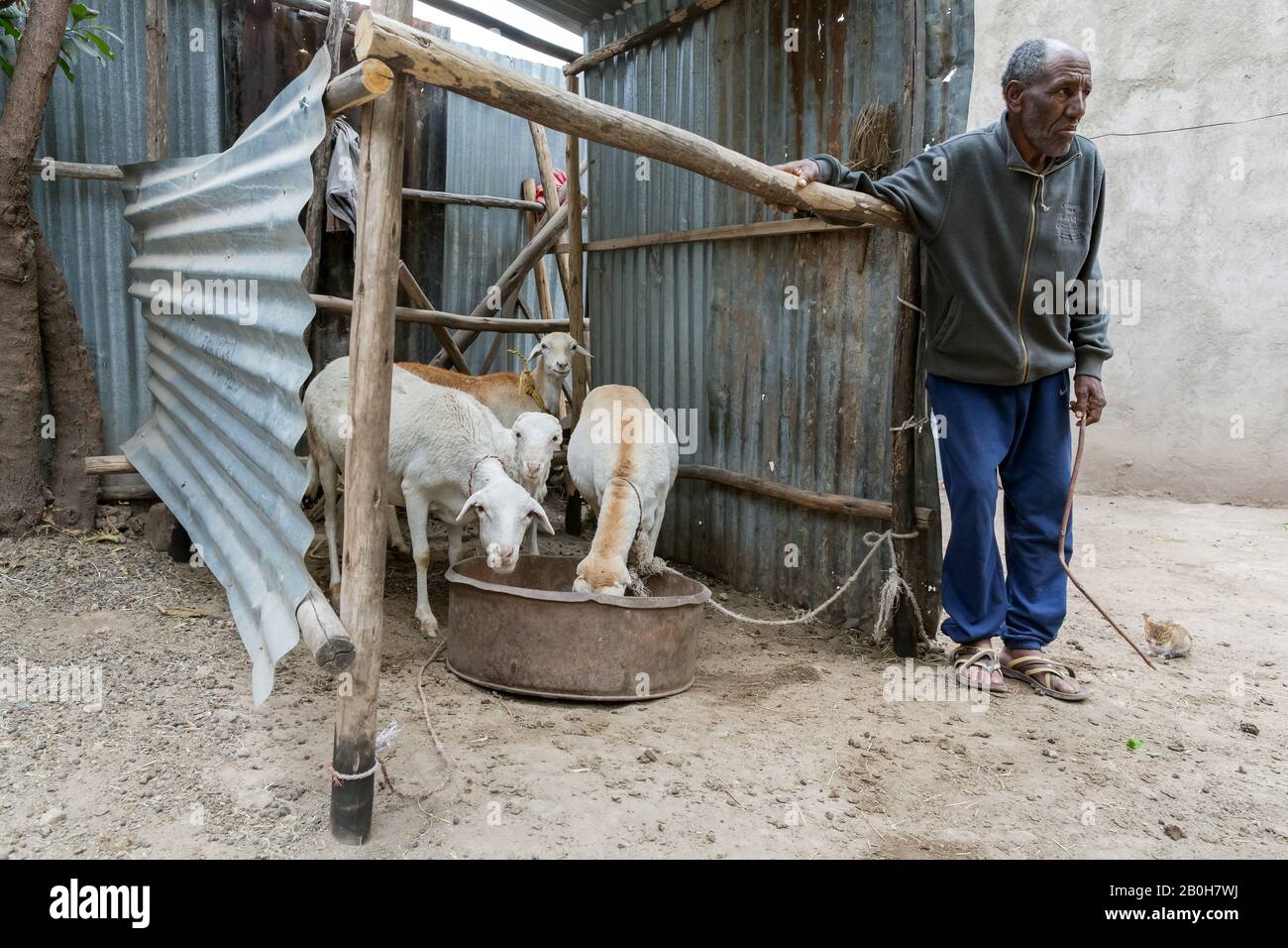 07.11.2019, Adama, Oromiyaa, Äthiopien - Älterer Mann lehnt sich an einen offenen Ziegenschuppen aus Wellblech an. Im Stall gibt es vier Ziegen. Frauen a Stockfoto