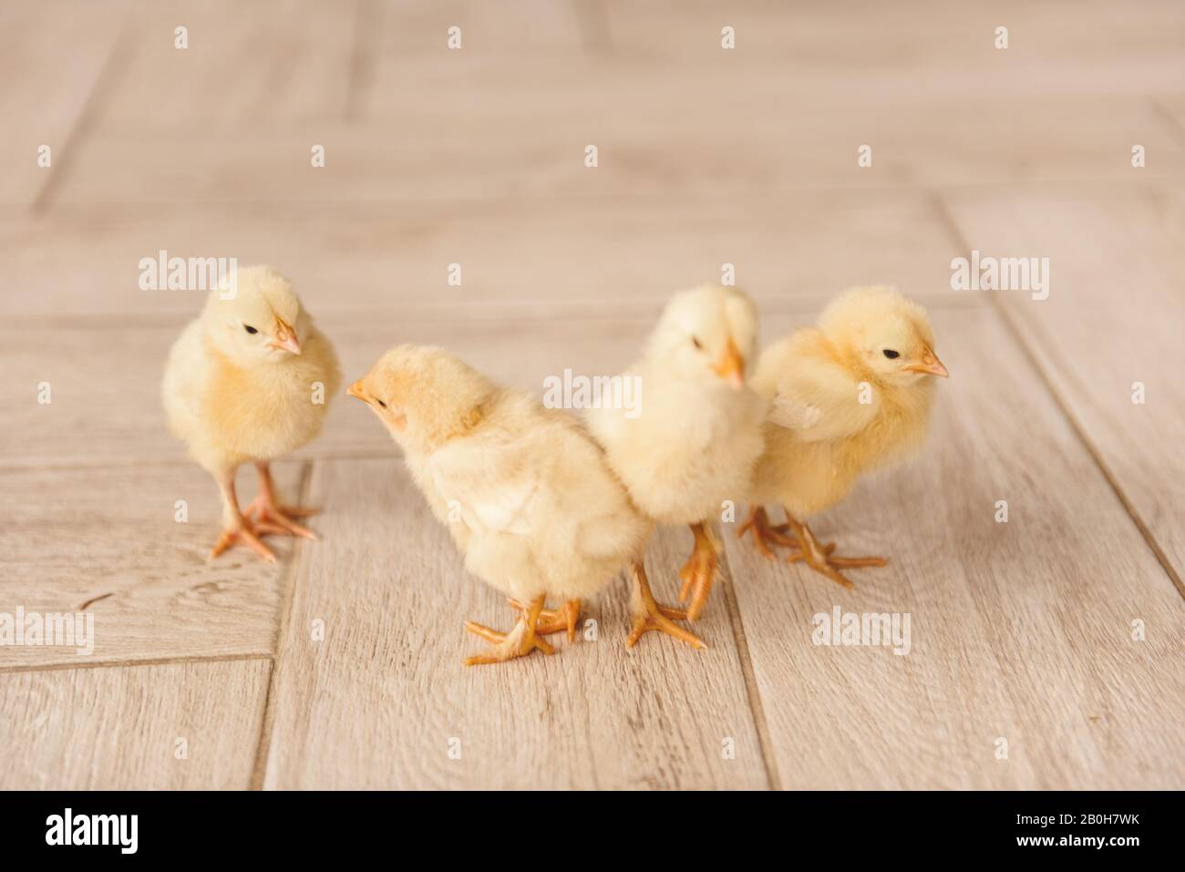 Vier kleine Enten leben zu Ostern Stockfoto