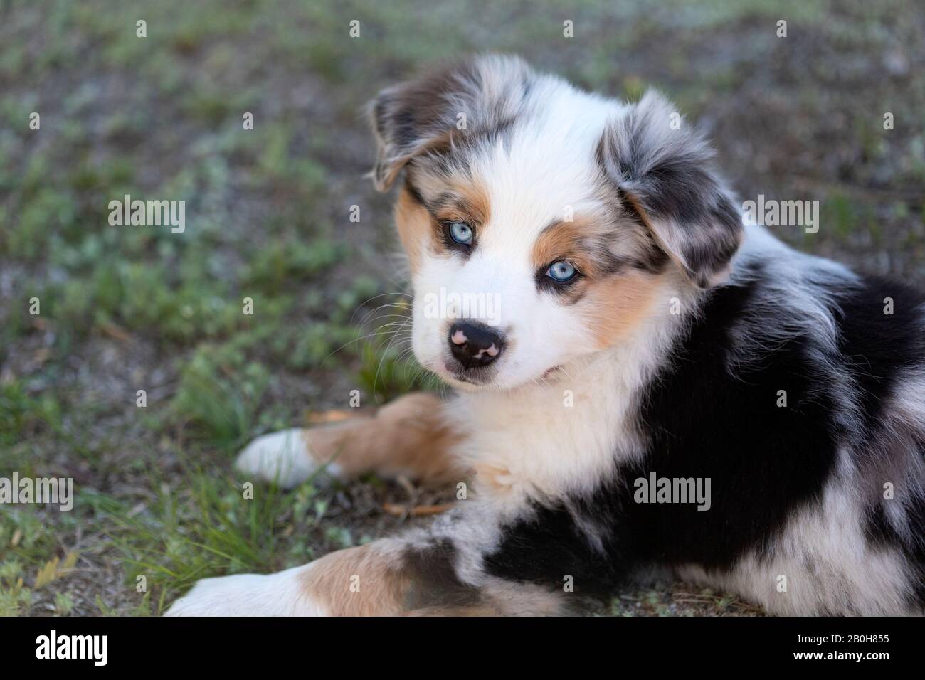 Australian Shepherd Welpen Stockfoto