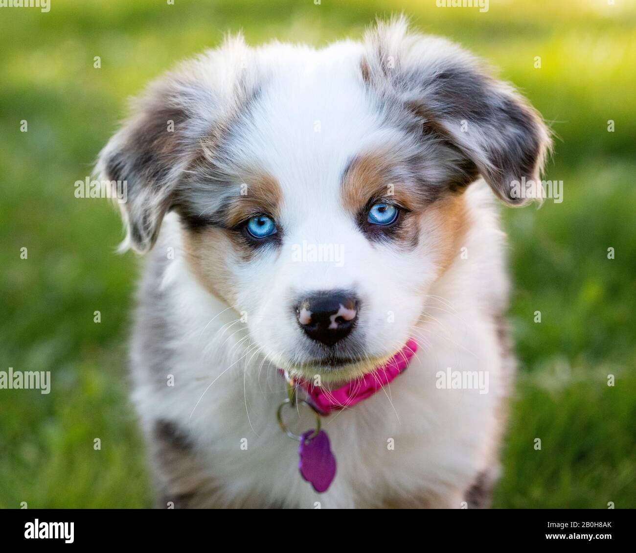 Australian Shepherd Puppy, draußen auf einem sonnigen Rasen, mit blauen Augen, mit Blick auf die Kamera. Stockfoto