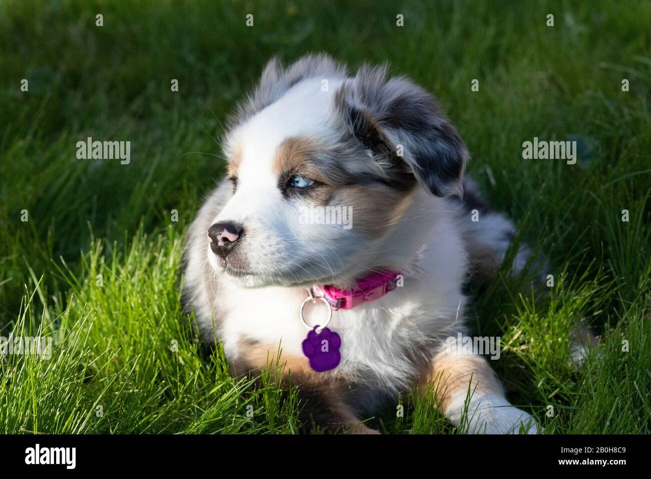 Australian Shepherd Puppy im Gras legen. Stockfoto