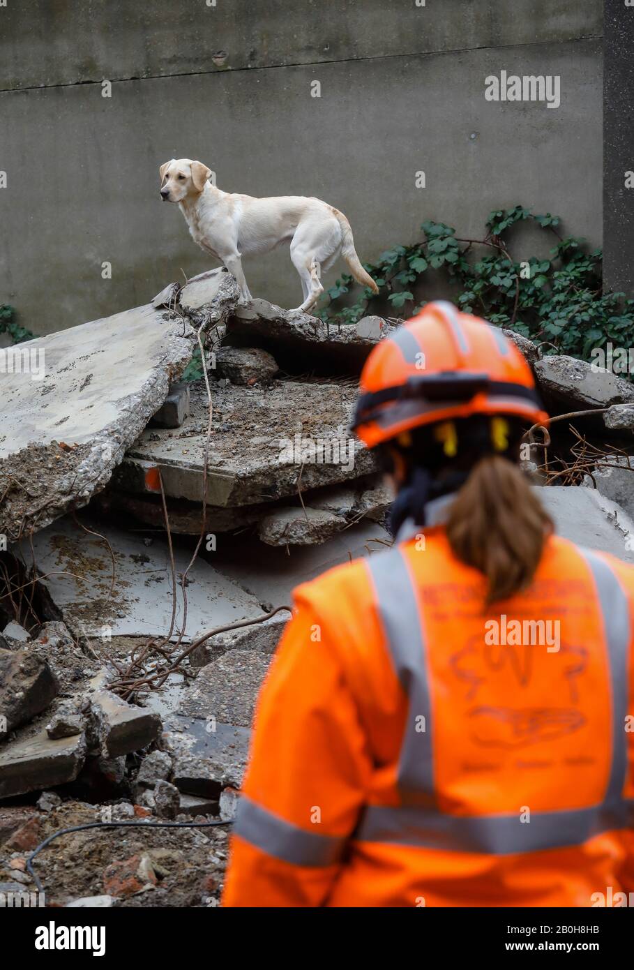 05.01.2020, Herne, Nordrhein-Westfalen, Deutschland - Rettungshundetraining, in Trümmern von eingestürzten Gebäuden üben die Spurenhunde die Suche nach i. Stockfoto