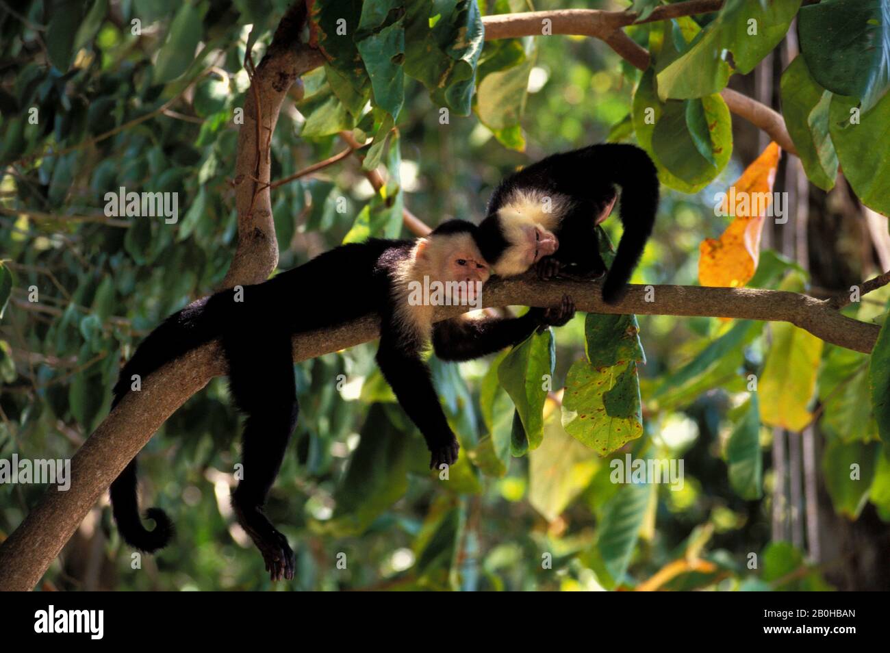 COSTA RICA, MANUEL ANTONIO NP, REGENWALD, WEISSE KAPUZINERAFFEN, BABYSPIEL Stockfoto