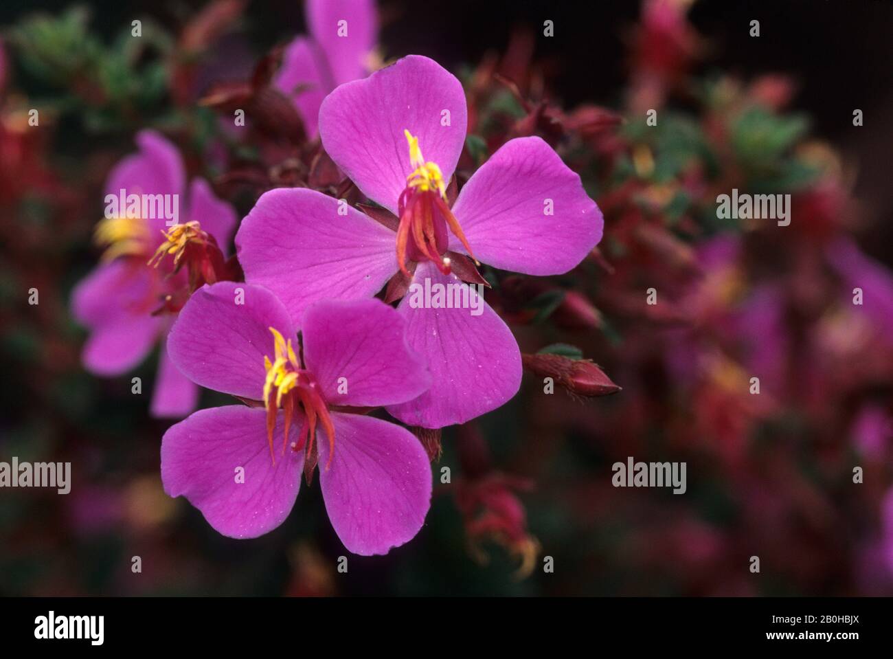 COSTA RICA, WOLKENWALD AM VULKAN POAS, ESCOLONIA BLUME (MELASTOMA TACEAE) Stockfoto