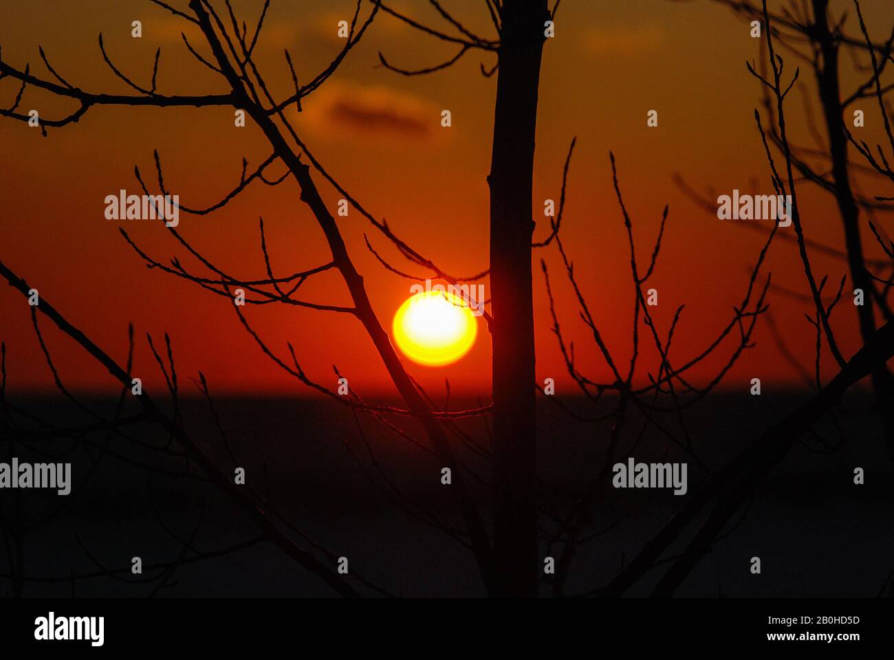 Glühender Sonnenuntergang mit Winterbaumsilhouette Stockfoto
