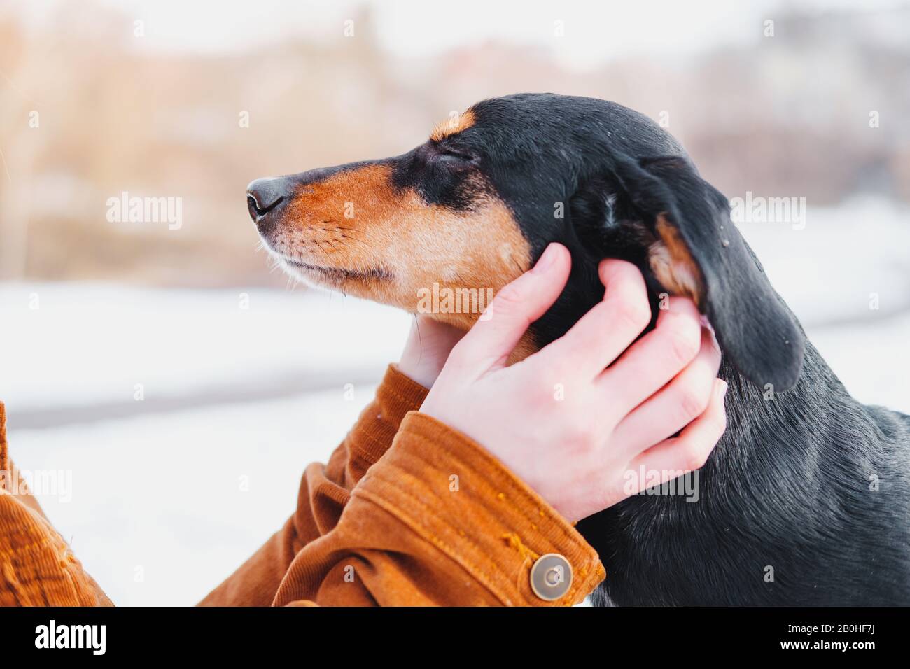 Hund genießt Ohrkratzer bei einem Spaziergang. Konzept für liebevolle Haustiere: Dachshund mit geschlossenen Augen auf den Menschen aufmerksam machen Stockfoto