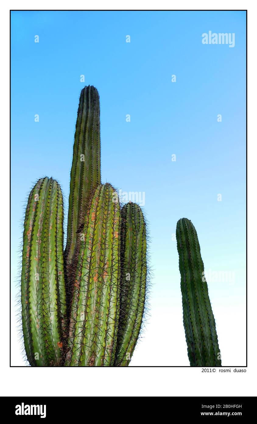 Der San Pedro Kaktus blht in Ojai, Kalifornien Stockfotografie - Alamy