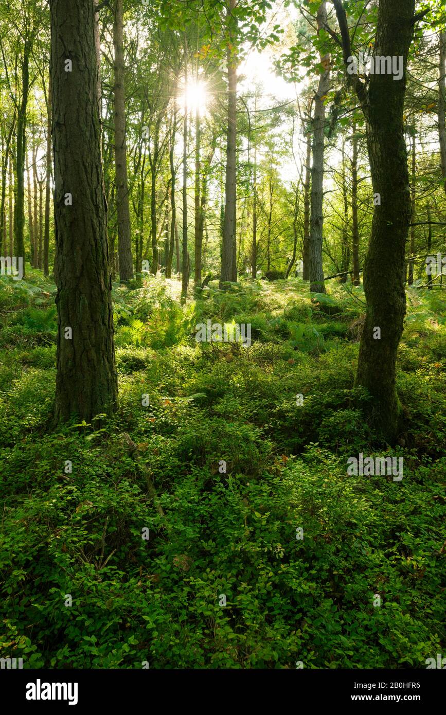 Horner Plantage im Spätsommer, Exmoor National Park, Somerset, England. Stockfoto