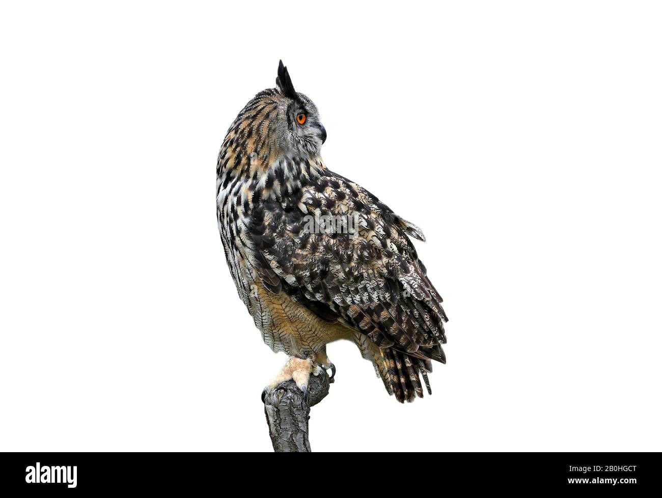 Adler-Eule (Bubo-Bubo) blickt vor weißem Hintergrund rückwärts vom Barsch Stockfoto