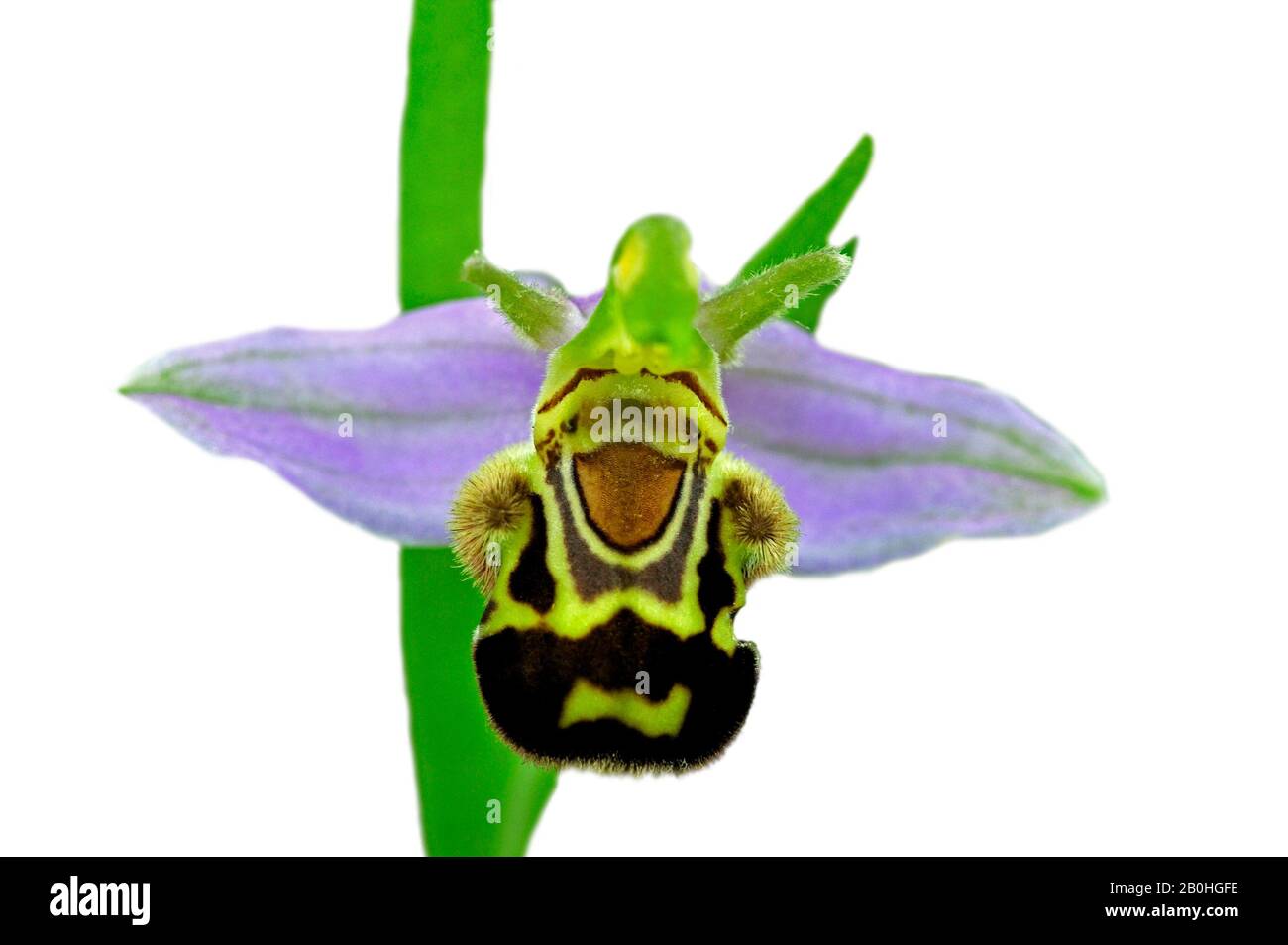 Biene Orchidee (Ophrys apifera) in Blume vor weißem Hintergrund Stockfoto