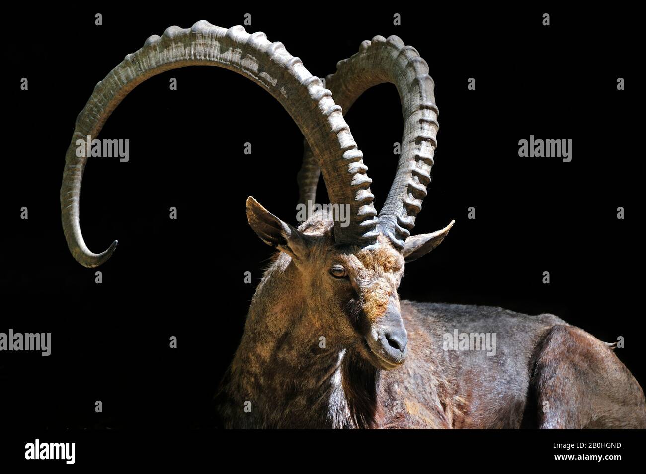 Nahaufnahme des nubischen Ibex (Capra Ibex nubiana), das in Israel, Jordanien, Saudi-Arabien, Oman, Ägypten und dem Sudan vor schwarzem Hintergrund geboren wurde Stockfoto