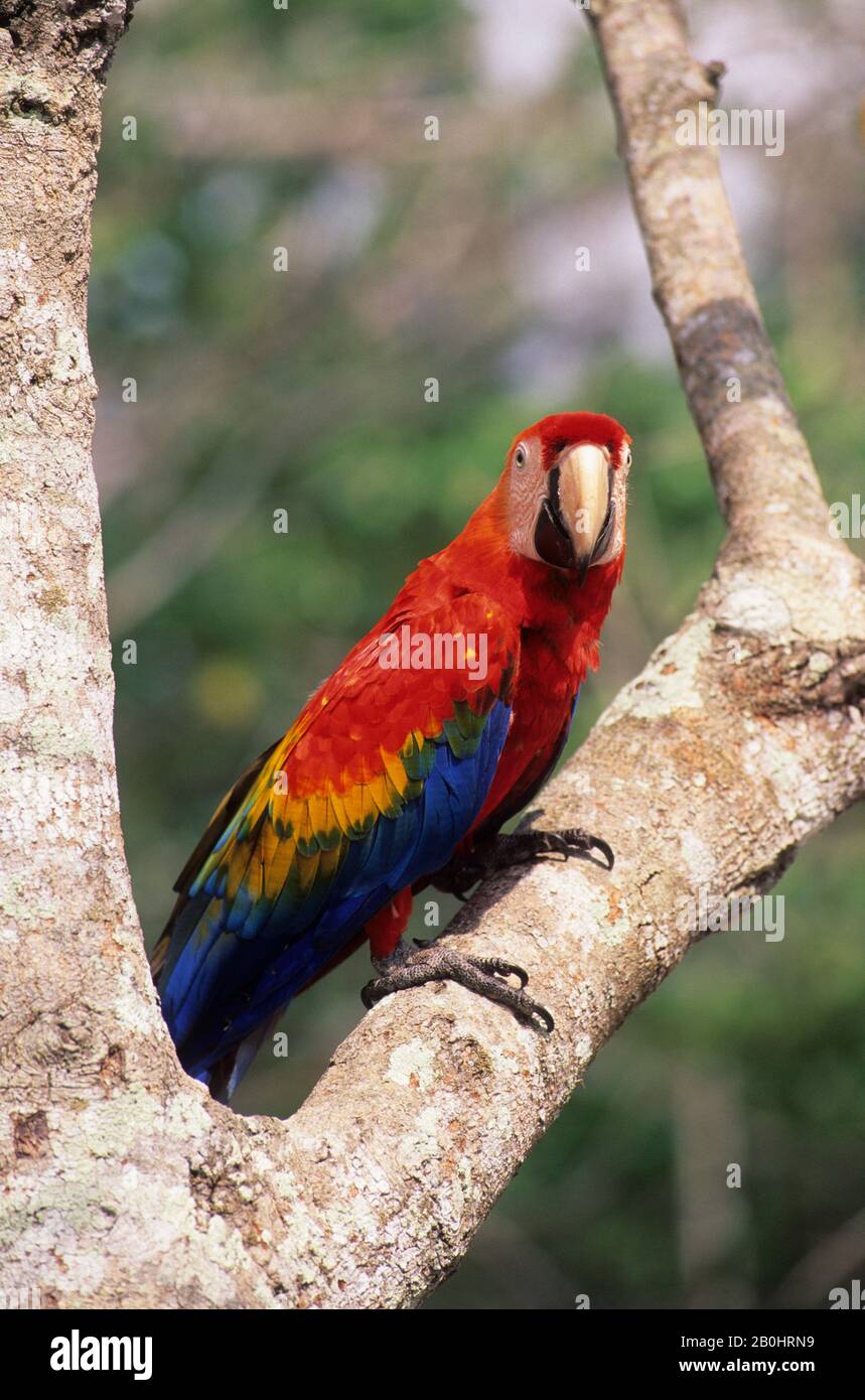 BRASILIEN, AMAZONAS-FLUSS, SCHARLACH MACAW Stockfoto