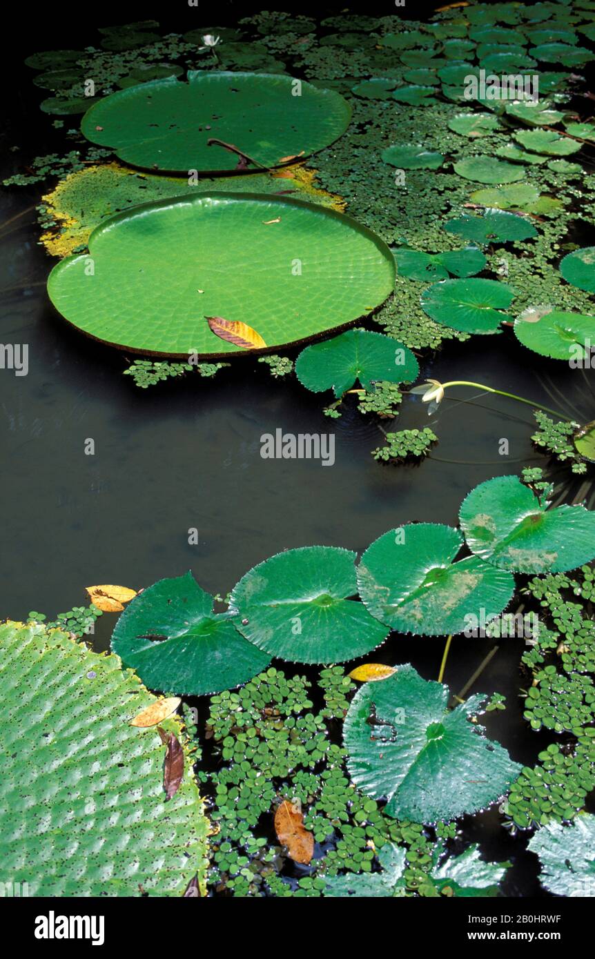 BRASILIEN, AMAZON RIVER, BELEM, EMILIO GOELDI MUSEUM, VICTORIA AMAZONICA (GIANT WATER LILY) Stockfoto
