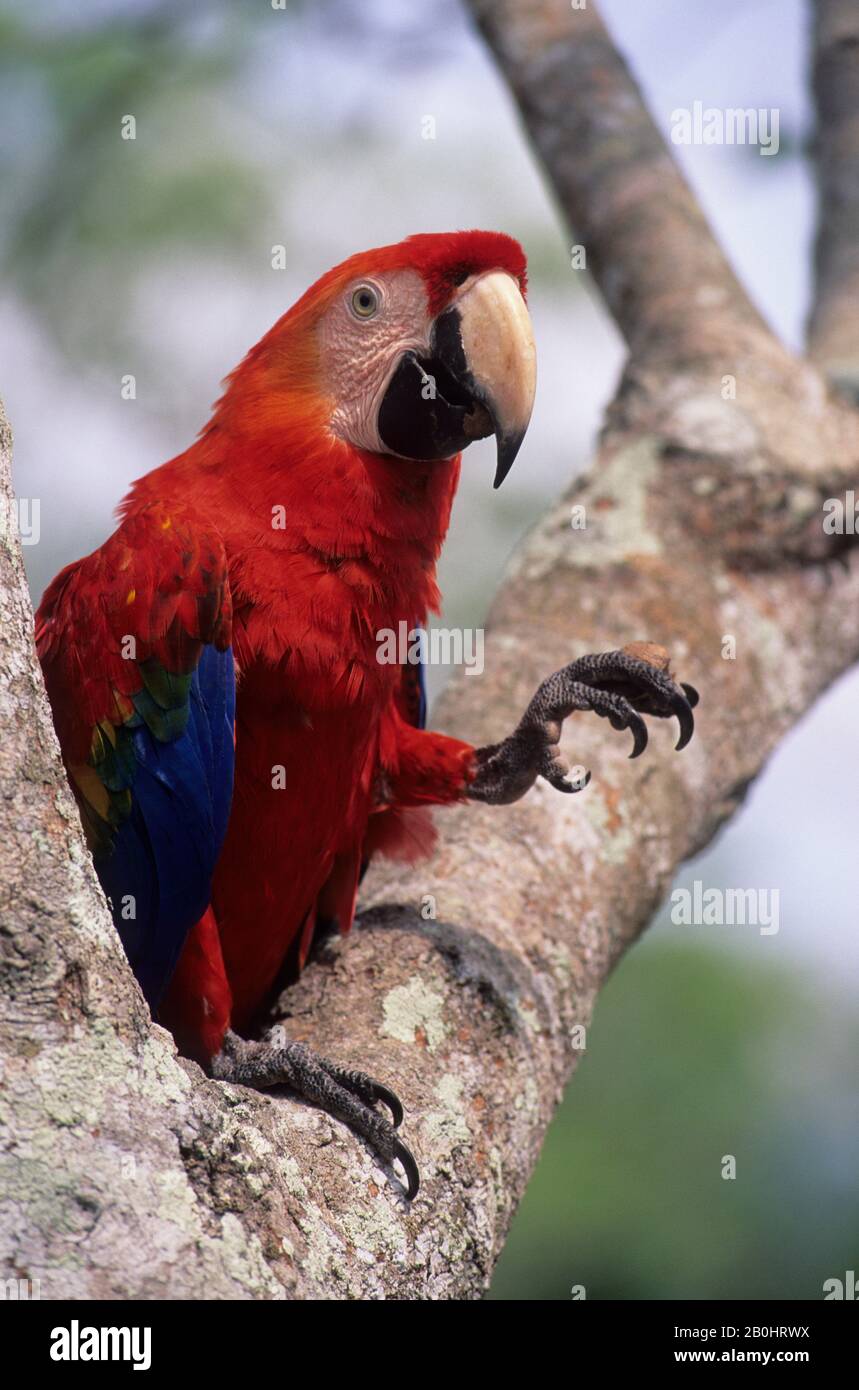 BRASILIEN, AMAZONAS-FLUSS, SCHARLACH MACAW Stockfoto