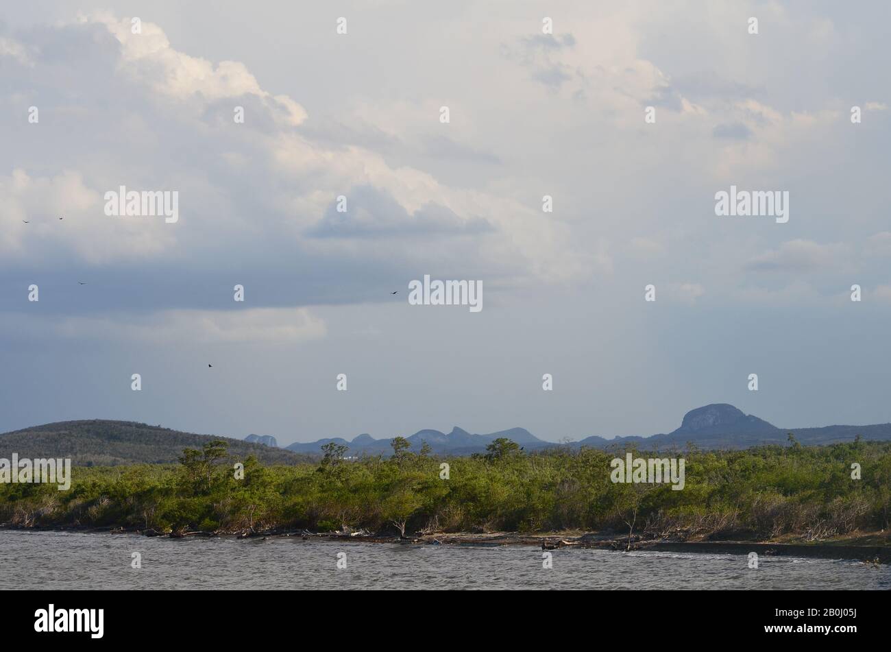 Der schmale Mangrovenwald und der küstennahe Trockenwald in der Gibara-Bucht im Südosten Kubas Stockfoto